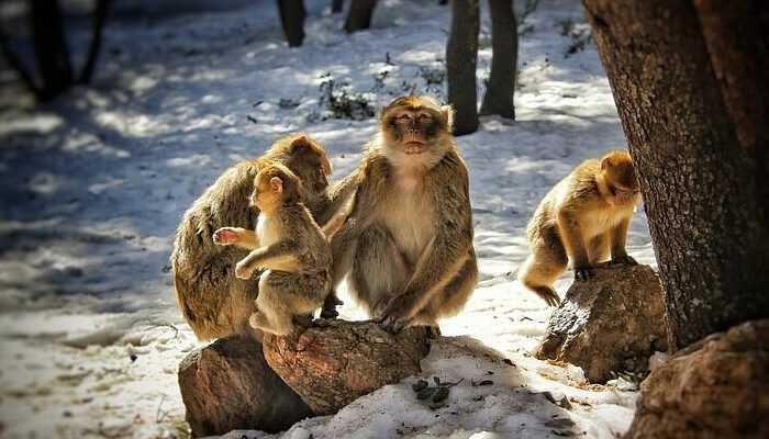 Desde Fez: Excursión de un día al Atlas Medio,Azrou y Ifran
